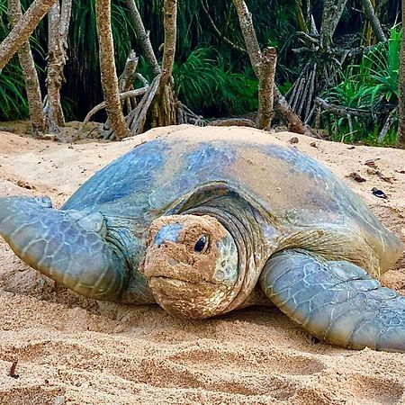 Turtle Paradise Tangalle Ngoại thất bức ảnh