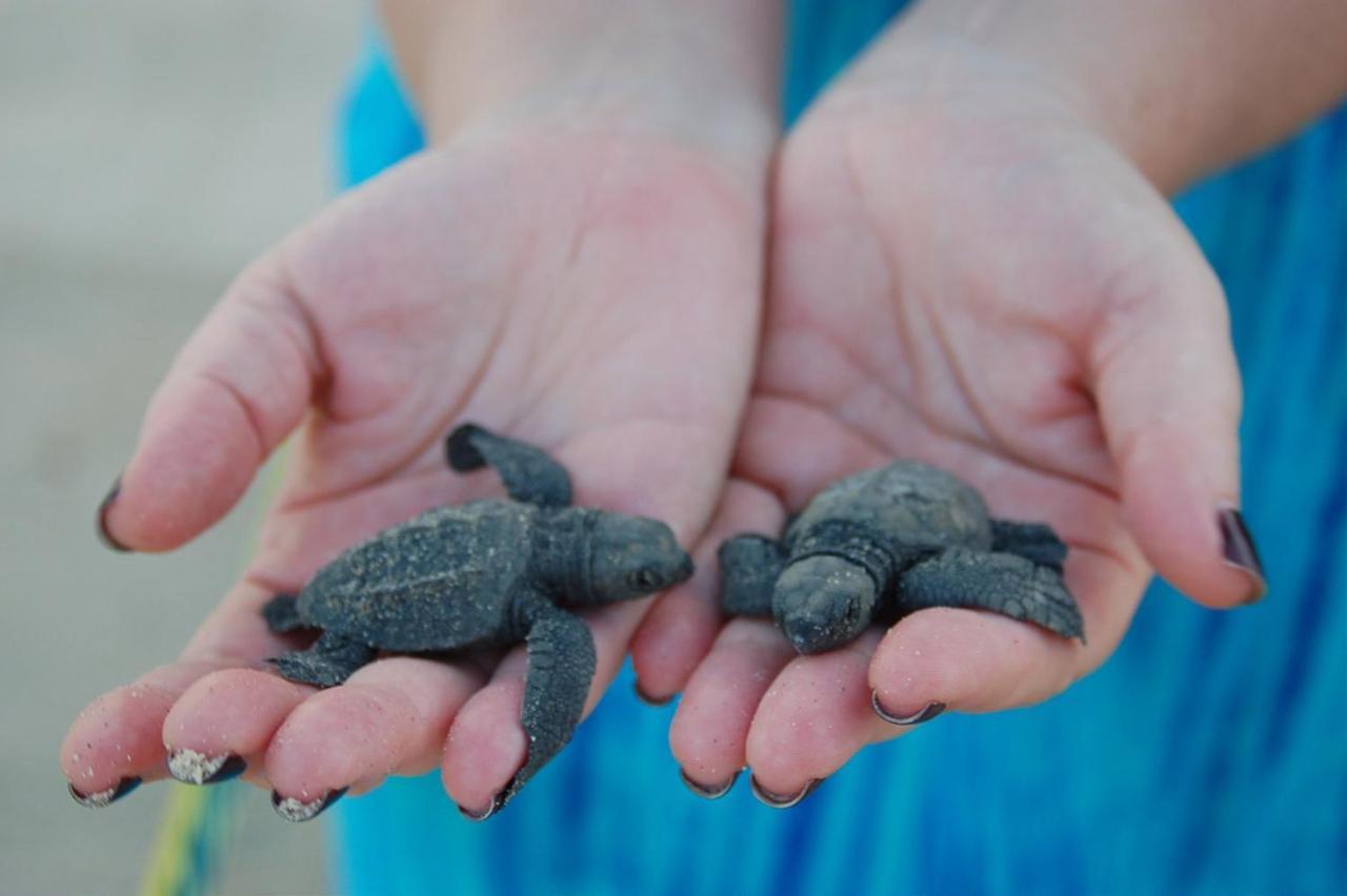 Turtle Paradise Tangalle Ngoại thất bức ảnh