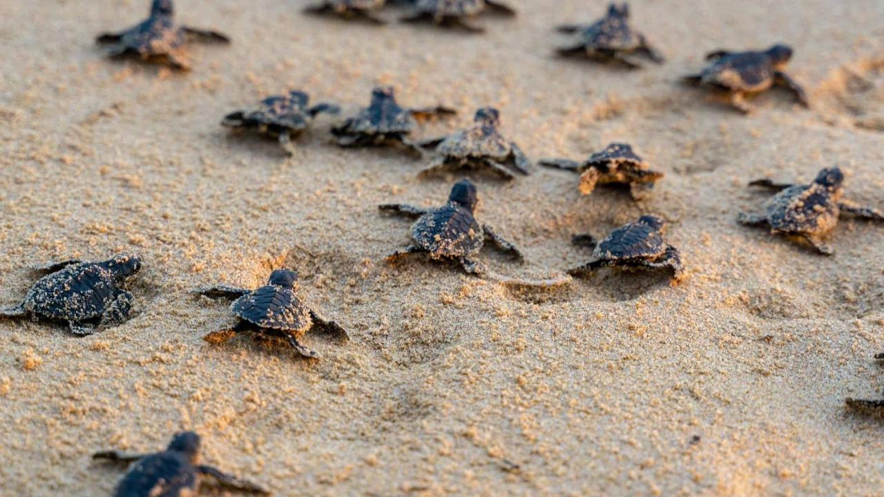Turtle Paradise Tangalle Ngoại thất bức ảnh