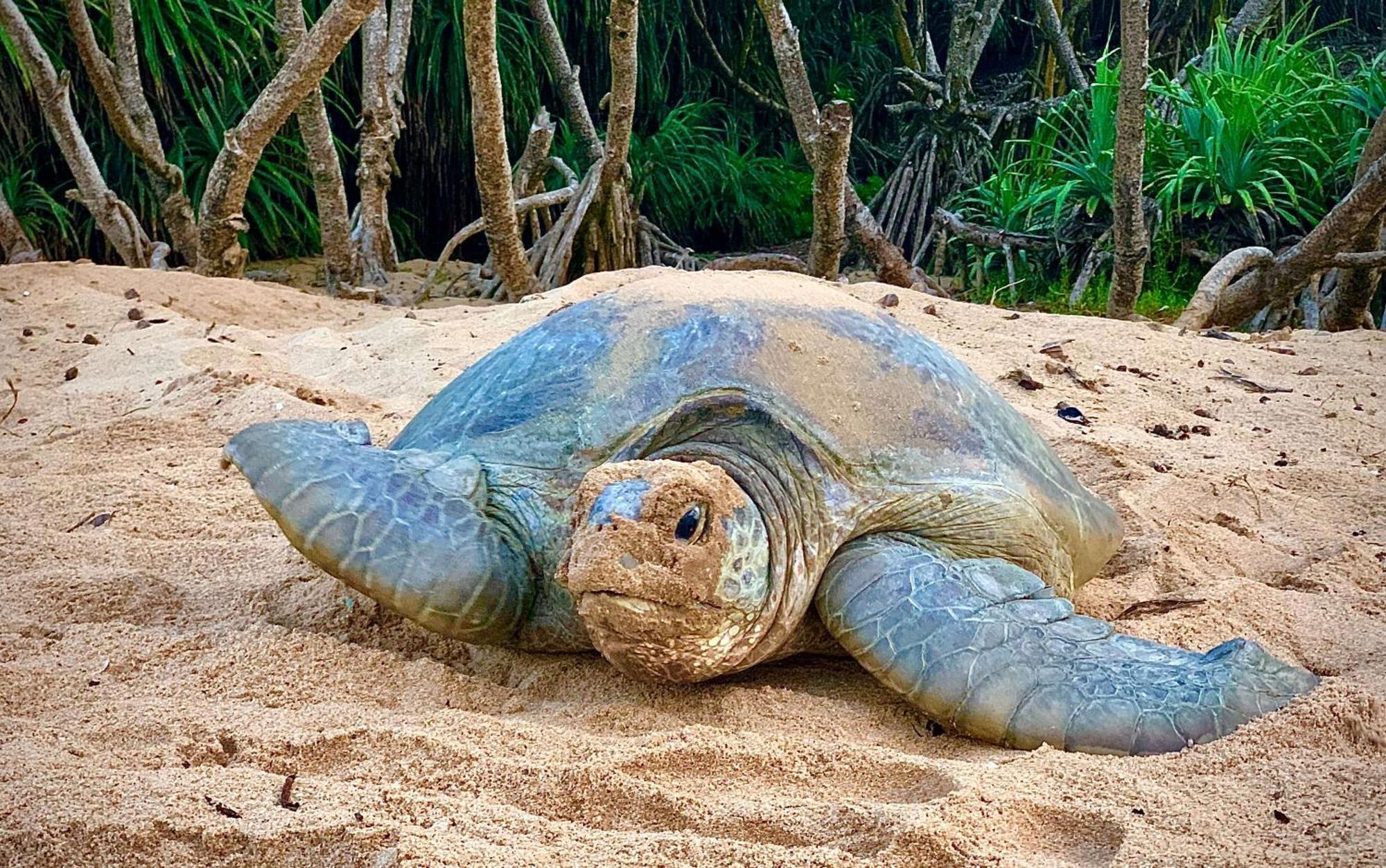 Turtle Paradise Tangalle Ngoại thất bức ảnh