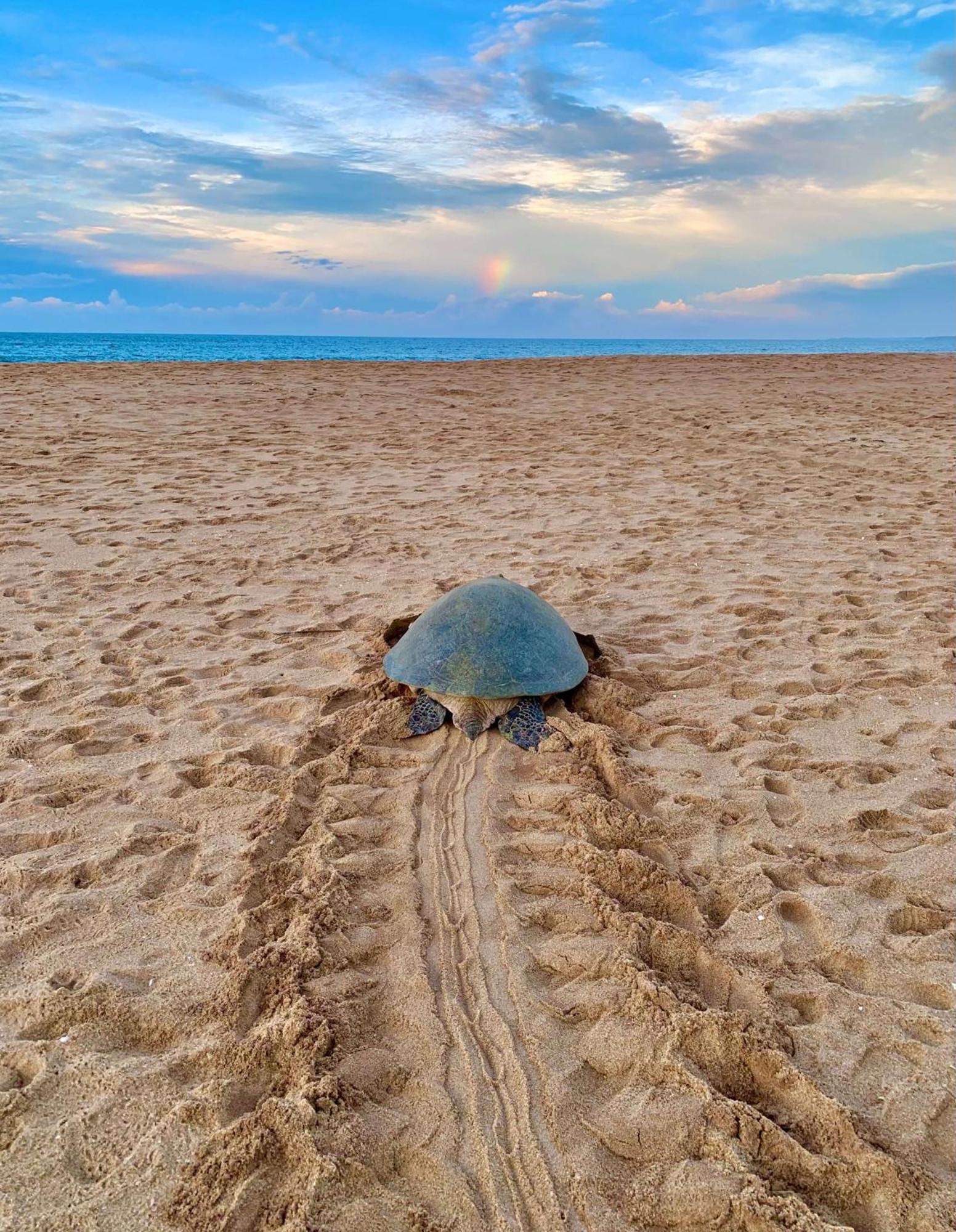 Turtle Paradise Tangalle Ngoại thất bức ảnh