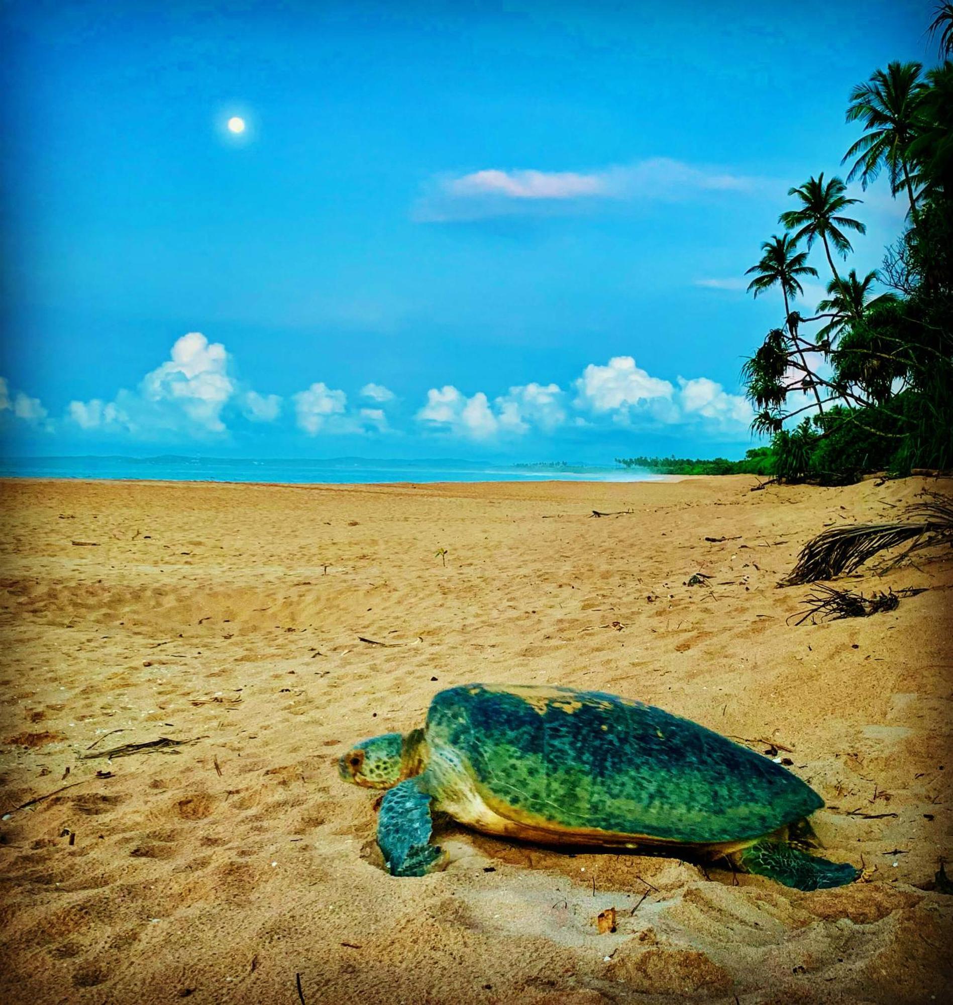 Turtle Paradise Tangalle Ngoại thất bức ảnh